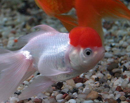 Оранда Красная шапочка (Tancho Oranda)