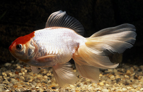    (Tancho Oranda)