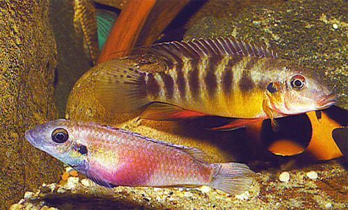  ,   (Nanochromis transvestitus)