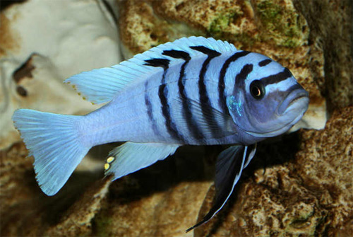 Псевдотрофеус зебра (Pseudotropheus zebra)