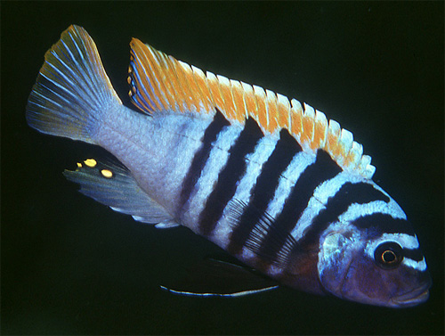 Псевдотрофеус зебра (Pseudotropheus zebra)