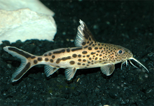 Многопятнистый синодонтис или сом-кукушка (Synodontis multipunctatus, Synodontis multipunctata)