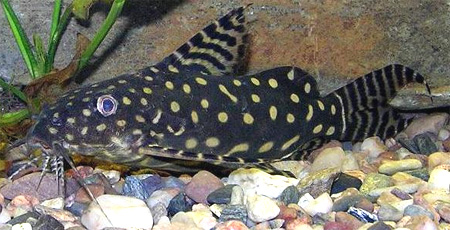  ,   (Synodontis angelicus)