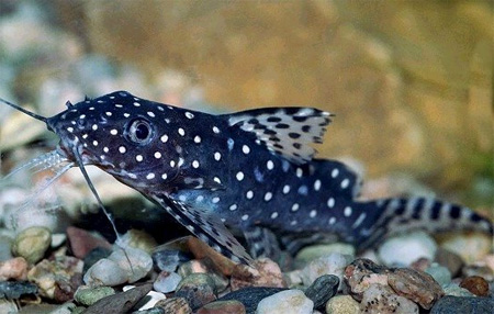  ,   (Synodontis angelicus)