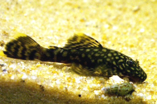   (Ancistrus multispinnis)