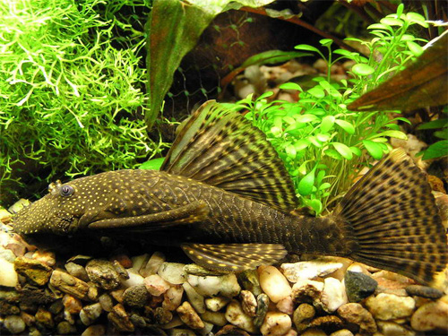   (Ancistrus multispinnis)