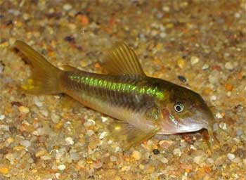 Сомик золотистый, или Сомик изменчивый (Corydoras aeneus)