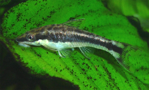   (Otocinclus vittatus)