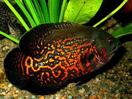 , -,  ,   (Astronotus ocellatus)