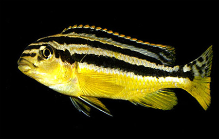 Меланохромис золотой, попугай золотой (Melanochromis auratus)