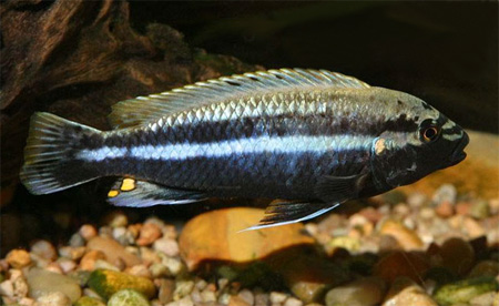 Меланохромис золотой, попугай золотой (Melanochromis auratus)