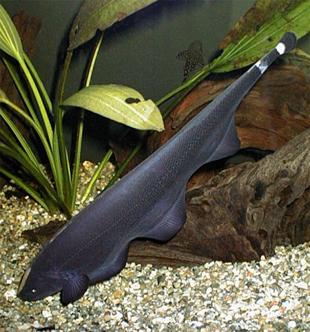 Аптеронотус белокаймовый, черный нож (Apteronotus albifrons)