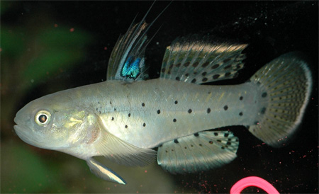 Бычок пятнистый (Stigmatogobius sadanundio)