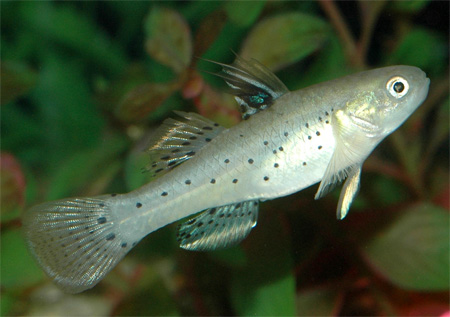 Бычок пятнистый (Stigmatogobius sadanundio)