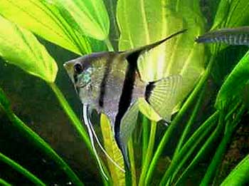 Скалярия обыкновенная, рыба-ангел (Pterophyllum scalare) 