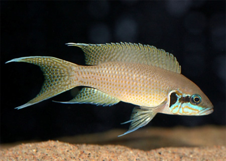   (Neolamprologus brichardi, Lamprologus brichardi)