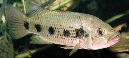 Хемихромис золотистый (Hemichromis fasciatus)