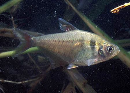 Тетра желтая (Hyphessobrycon bifasciatus)