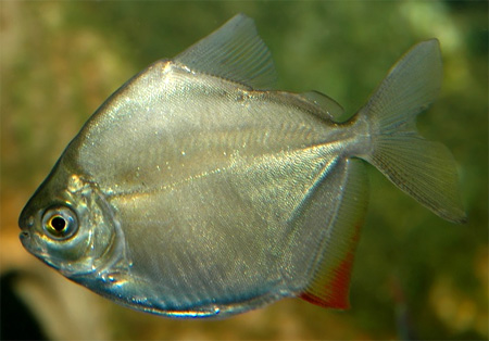 Метиннис обыкновенный, метиннис Шреймюллера, рыба-зеркало (Metynnis hypsauchen)