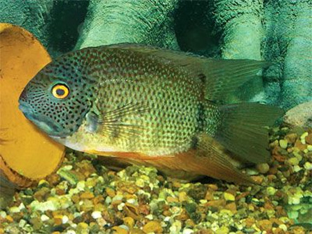 Цихлазома северум, дискус ложный (Cichlasoma severum)