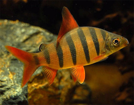  , - (Distichodus sexfasciatus)