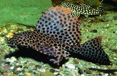   (Glyptoperichthys gibbiceps)