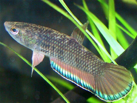 Бетта пикта, петушок яванский (Betta picta)