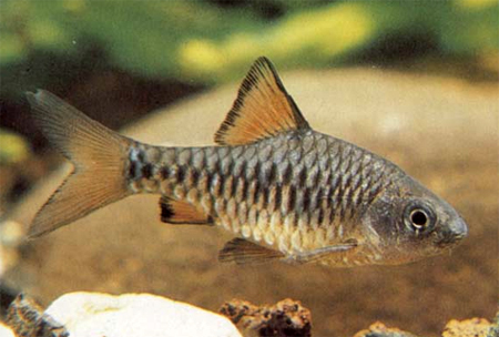      (Barbus oligolepis, Puntius oligolepis)