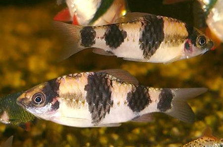 Барбус панда, полосатый барбус (Puntius fasciatus, barbus fasciatus)