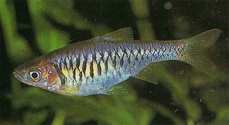   (Rasbora reticulata)