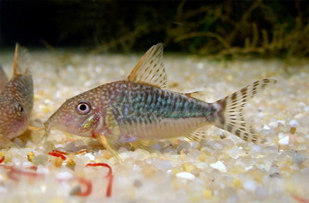   (Corydoras seussi)