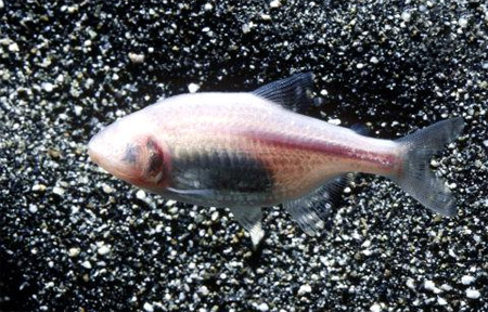 Слепая пещерная рыба, Тетра слепая (Anoptichthys jordani)