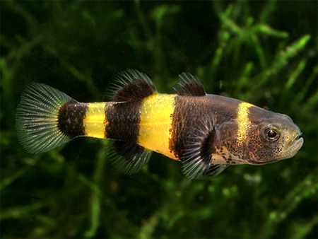  ,   (Brachygobius xanthozona)