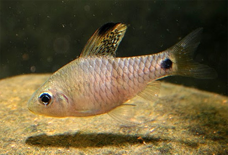   (Oreichthys crenuchoides, Puntius cosuatis)