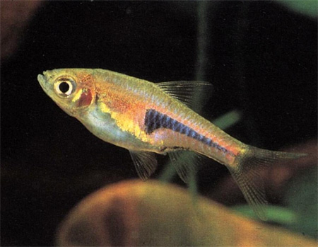   (Rasbora hengeli)