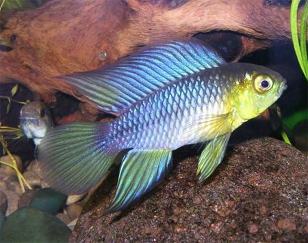  ,   (Apistogramma borellii, pistogramma reitzigi)