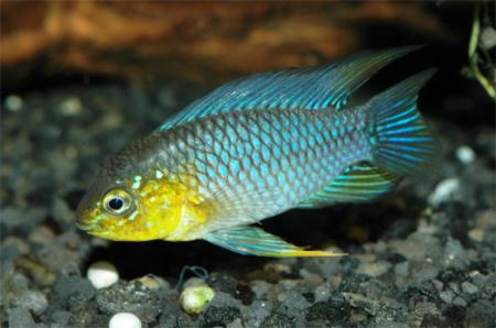  ,   (Apistogramma borellii, pistogramma reitzigi)