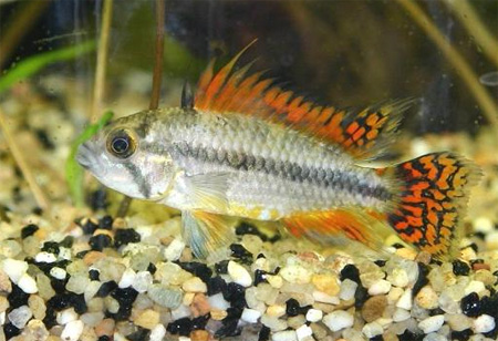   (Apistogramma cacatuoides)