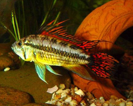   (Apistogramma cacatuoides)