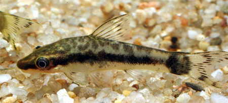  ,   (Otocinclus macrospilus)