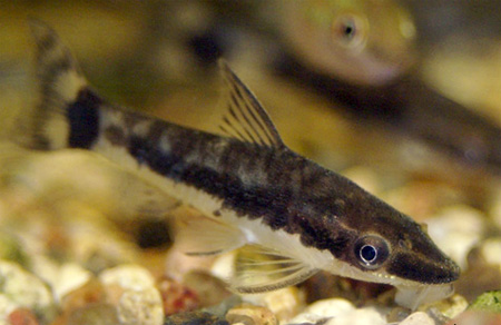  ,   (Otocinclus macrospilus)