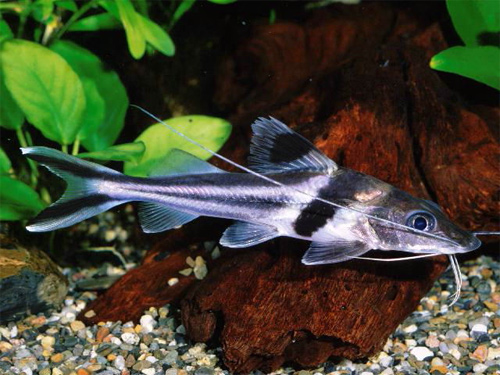   (Pimelodus ornatus)