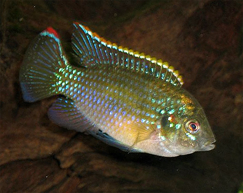   (Anomalochromis thomasi, Pelmatochromis thomasi)