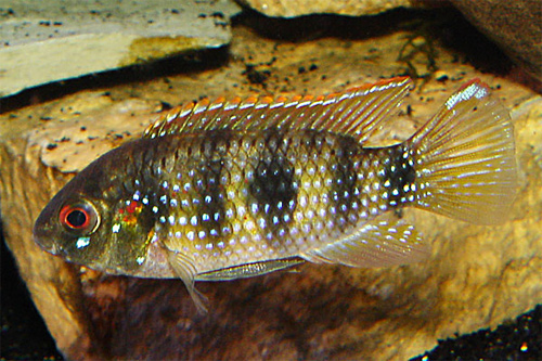   (Anomalochromis thomasi, Pelmatochromis thomasi)