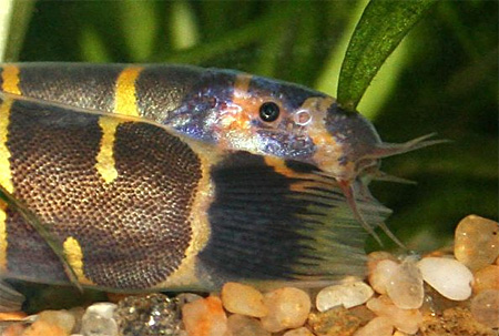   (Pangio myersi, Acanthophthalmus myersi)