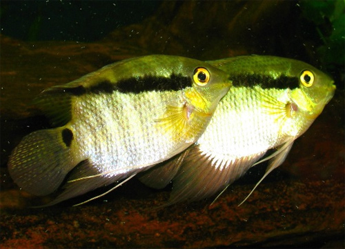   (Mesonauta festivus, Cichlasoma festivum)