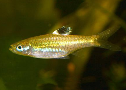   (Rasbora dorsiocellata)