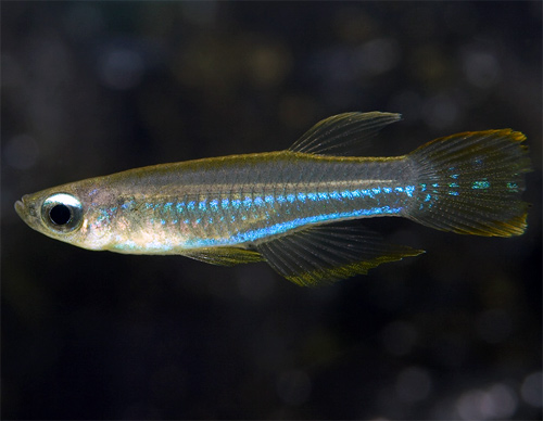  ,  (Aplocheilichthys normani)