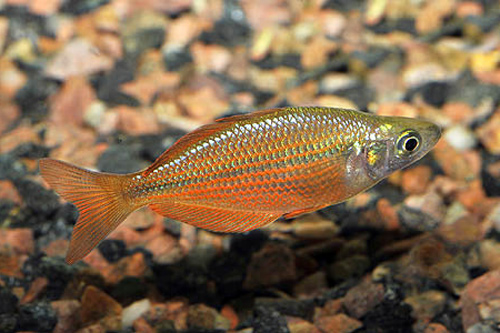  ,  -,   (Glossolepis multisquamatus)