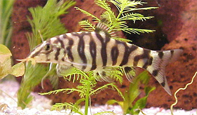 http://www.aquariumhome.ru/images/content/fish/25_1.jpg